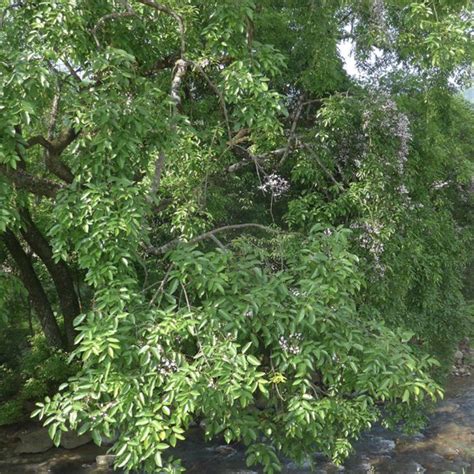 紅豆植物|紅豆樹(豆目豆科植物):形態特徵,生長習性,地理分布,植。